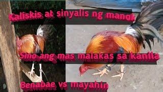 alimbuyugin vs mayahin|Kulay ng manok nakakapagnalo .